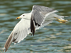 Larus armenicus